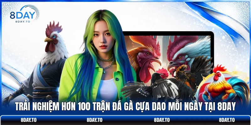 Trải nghiệm hơn 100 trận đá gà cựa dao mỗi ngày tại 8DAY